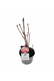 Azalea mollis Rosenköpfchen C5 Lit. 40-50 cm