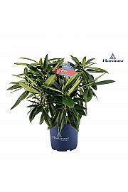 Rhododendron XXL Collection ® Red Dragon C5 Lit. 40-45 cm