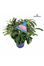 Rhododendron XXL Collection ® Pink Tiger C5 Lit. 40-45 cm