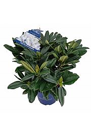 Rhododendron XXL Collection ® White Flamingo C5 Lit. 40-45 cm