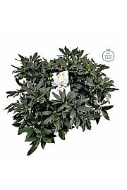 Rhododendron hybrid Madame Masson C15 Lit. 70-80 cm