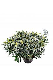 Rhododendron hybrid Germania C25 Lit. 100 cm