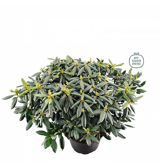 Rhododendron hybrid Germania C25 Lit. 100 cm