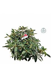 Rhododendron hybrid Marcel Menard C25 Lit. 100 cm