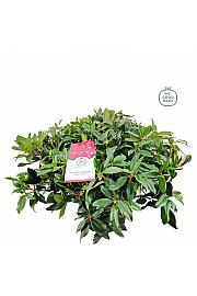 Rhododendron hybrid Marie Fortier C25 Lit. 100 cm