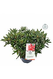 Rhododendron hybrid Tortoiseshell Orange C25 Lit. 100 cm