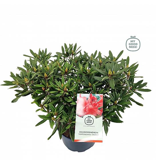 Rhododendron hybrid Tortoiseshell Orange C25 Lit. 100 cm