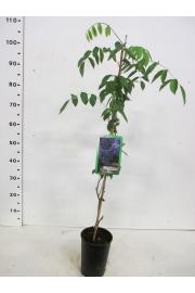 Wisteria macrostachya Blue Moon C2 Lit. 80 cm