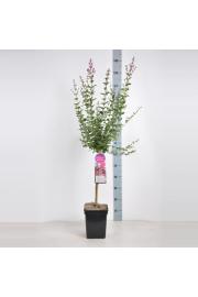 Syringa bloomera Pink Perfume C10 Lit. Na steblu 80 cm