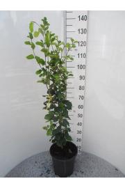 Fagus sylvatica Dawyck C7,5 Lit. 80-100 cm