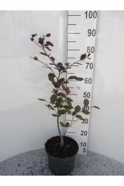 Fagus sylvatica Riversii C7,5 Lit. 80-100 cm