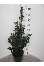 Ilex meserveae Heckenfee C7,5 Lit. Piramida 60-80 cm