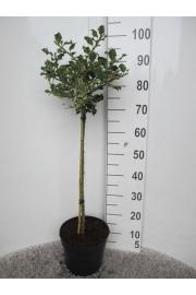 Ilex aquifolium Argentea Marginata C7,5 Lit. Na steblu 60 cm
