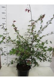 Acer palmatum Deshojo C10 Lit. 60-80 cm