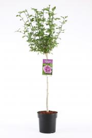 Hibiscus syriacus Ardens C10 Lit. Na steblu 100 cm