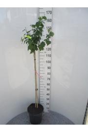 Hibiscus syriacus Duc de Brabant C10 Lit. Na steblu 100 cm