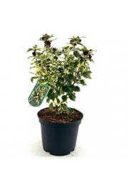 Hibiscus syriacus Purpureus variegatus C10 Lit. Na steblu 100 cm