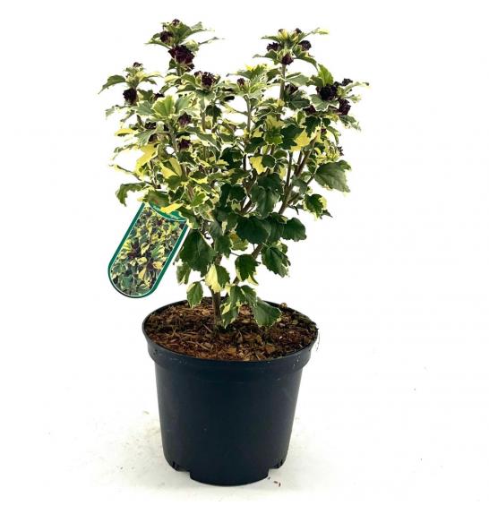 Hibiscus syriacus Purpureus variegatus C10 Lit. Na steblu 100 cm