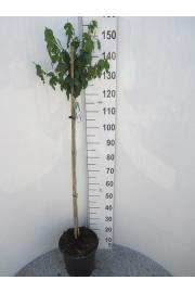 Hibiscus syriacus Red Heart C10 Lit. Na steblu 100 cm