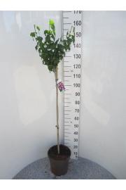 Hibiscus syriacus Woodbridge C10 Lit. Na steblu 100 cm