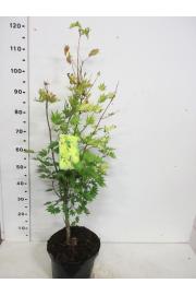 Acer shirasawanum Jordan C10 Lit. 60-80 cm