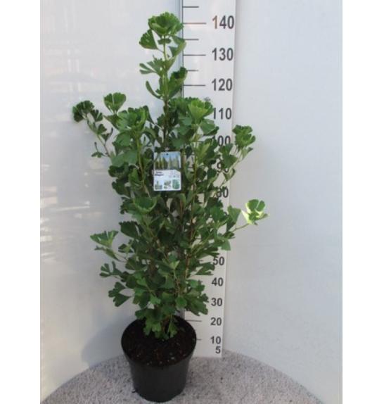 Ginkgo biloba Fastigiata Blagon C10 Lit. 80-100 cm
