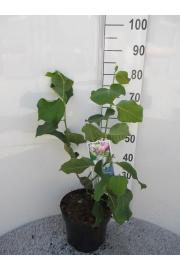 Magnolia Satisfaction C10 Lit. 80-100 cm