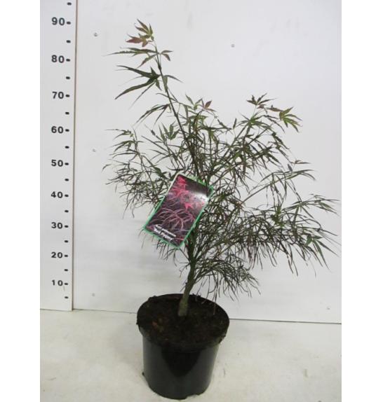 Acer palmatum Red Pygmy C10 Lit. 40-50 cm