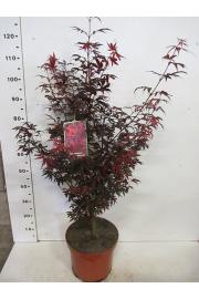 Acer palmatum Skeeters Broom C10 Lit. 100-125 cm