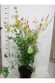 Acer palmatum Orange Dream C10 Lit. 100-125 cm