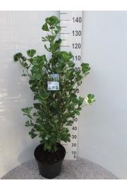Ginkgo biloba Fastigiata Blagon C15 Lit. 125-150 cm