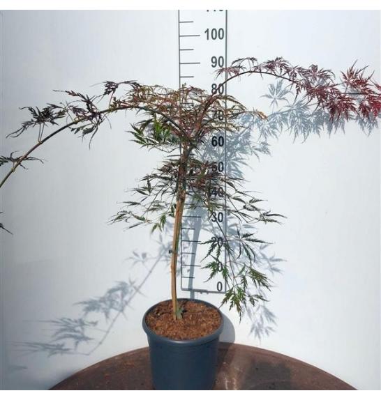 Acer palmatum Tamukeyama C10 Lit. Na steblu 80 cm