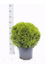 Thuja occidentalis Danica C10 Lit. 50-60 cm