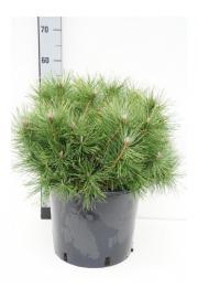 Pinus mugo Uncinata C15 Lit. 60-70 cm