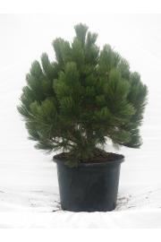 Pinus leucodermis Compact Gem C15 Lit. 45-50 cm