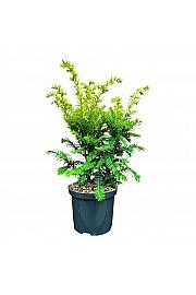 Taxus baccata Kupfergold C2,5 Lit. 25-30 cm