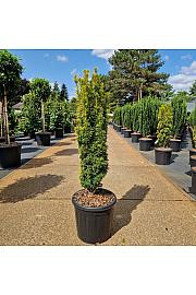 Taxus baccata Fastigiata David C15 Lit. 70-80 cm