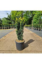 Taxus baccata Fastigiata David C11 Lit. 50-60 cm