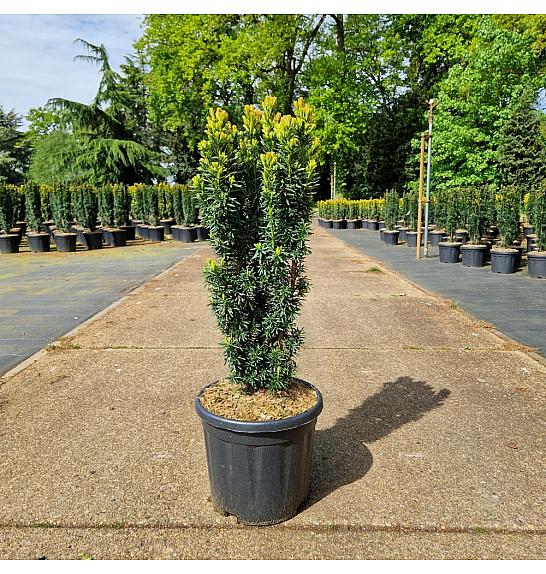 Taxus baccata Fastigiata David C11 Lit. 50-60 cm