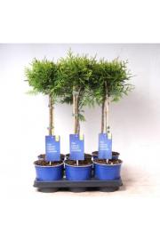 Thuja occidentalis Brabant Ø15 Na steblu 30 cm