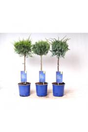 Iglavci Ekskluzivni Mix Ø15 Na steblu 30 cm