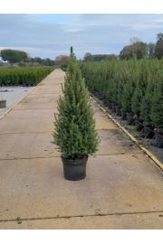 Picea glauca Perfecta C7,5 Lit. 100-110 cm