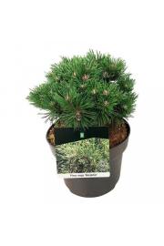 Pinus mugo Benjamin C15 Lit. 40-50 cm