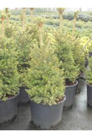 Picea abies Will´s Zwerg C20 Lit. 140-160 cm