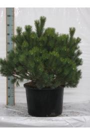 Pinus mugo Mughus C50 Lit. 100-120 cm