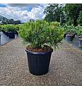 Pinus densiflora Low Glow C15 Lit. 35-40 cm