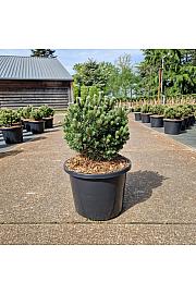 Pinus mugo Picobello C12 Lit. 35-40 cm