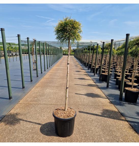 Chamaecyparis pisifera Sungold C15 Lit. Na steblu 90 cm