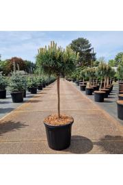 Pinus nigra Brepo® C20 Lit. Na steblu 50 cm Krošnja 40-50 cm