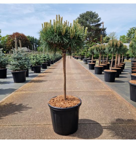 Pinus nigra Brepo® C20 Lit. Na steblu 50 cm Krošnja 40-50 cm